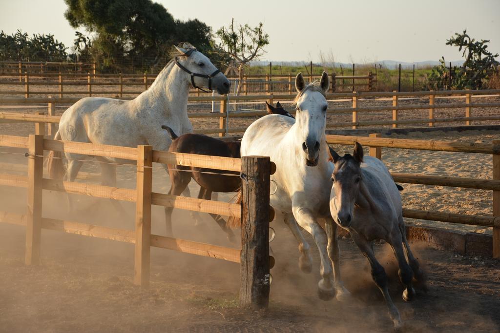 Pensjonat Cortijo El Indiviso Vejer de la Frontera Zewnętrze zdjęcie